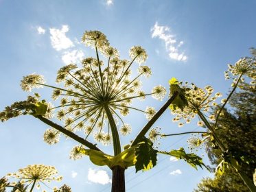 BORSHCHEVIK?_SHTRAF!